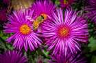 USA, Colorado, Fort Collins. Honey bee on aster flowers. Art Print
